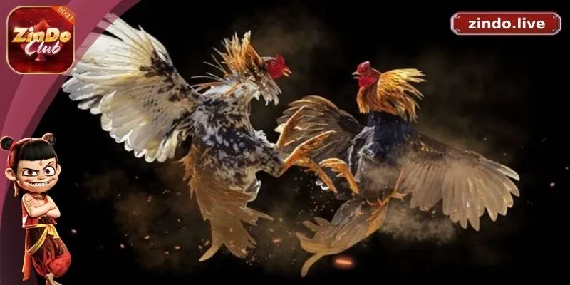 Phương pháp chọn trận đá gà đòn hay