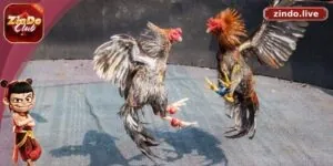 trực tiếp đá gà đòn